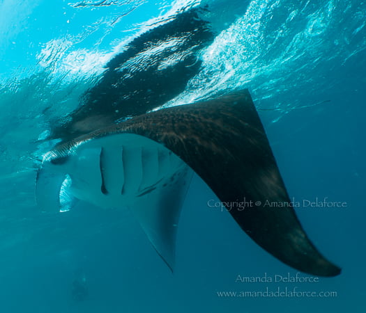 OceanLife Scuba Expeditions|Photography