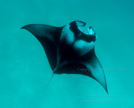 OceanLife Scuba Expeditions|Photography