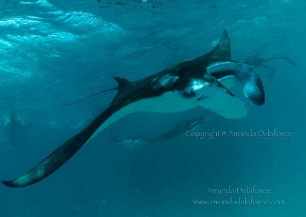 OceanLife Scuba Expeditions|Photography