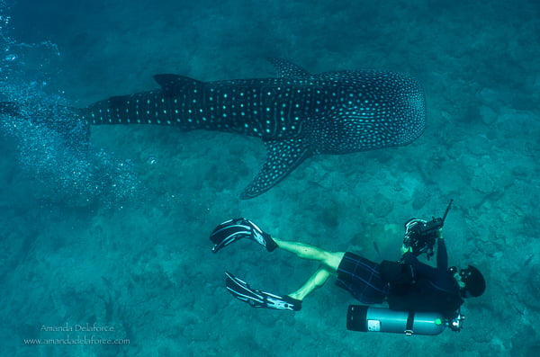 OceanLife Scuba Expeditions|Photography