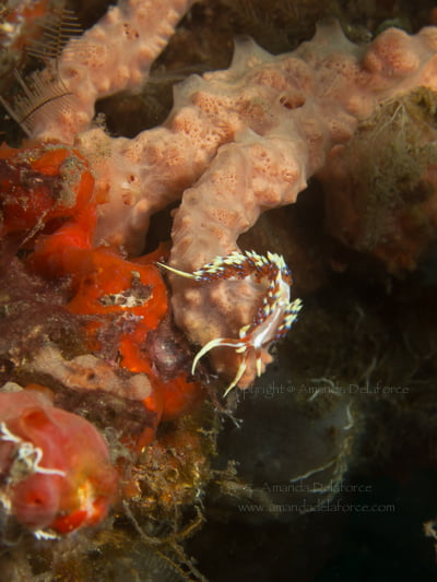 OceanLife Scuba Expeditions|Photography