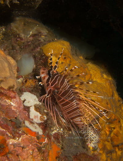 OceanLife Scuba Expeditions|Photography