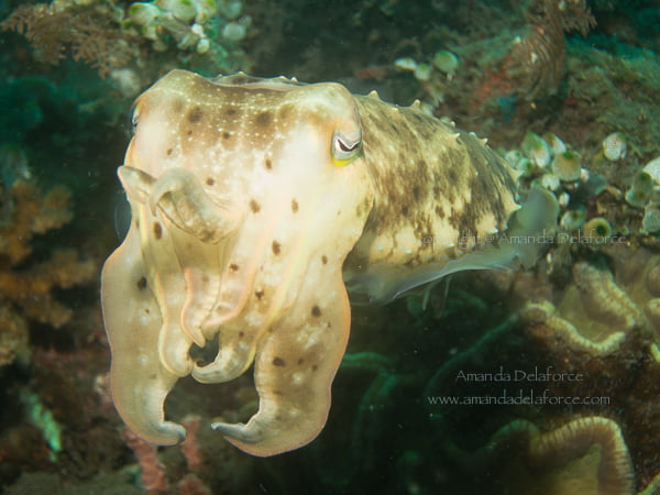 OceanLife Scuba Expeditions|Photography