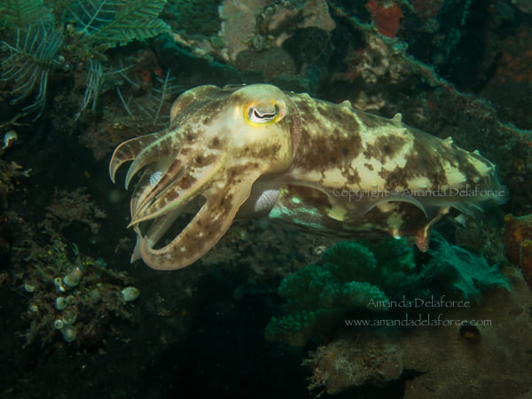 OceanLife Scuba Expeditions|Photography
