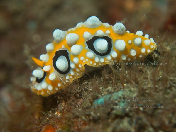 OceanLife Scuba Expeditions|Photography