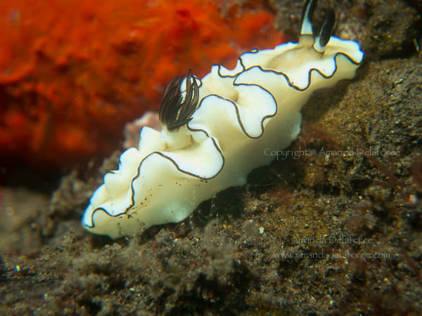 OceanLife Scuba Expeditions|Photography