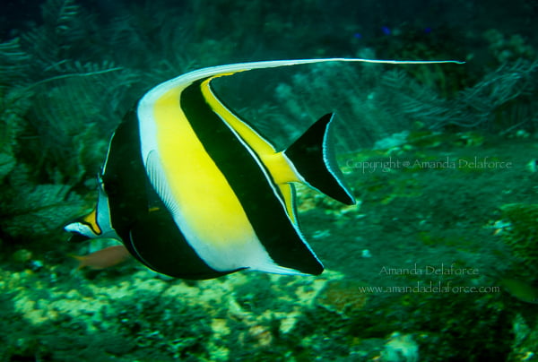OceanLife Scuba Expeditions|Photography
