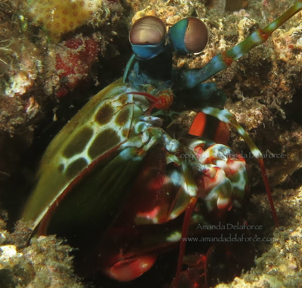 OceanLife Scuba Expeditions|Photography