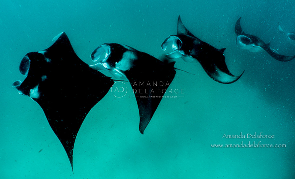 OceanLife Scuba Expeditions | Photography