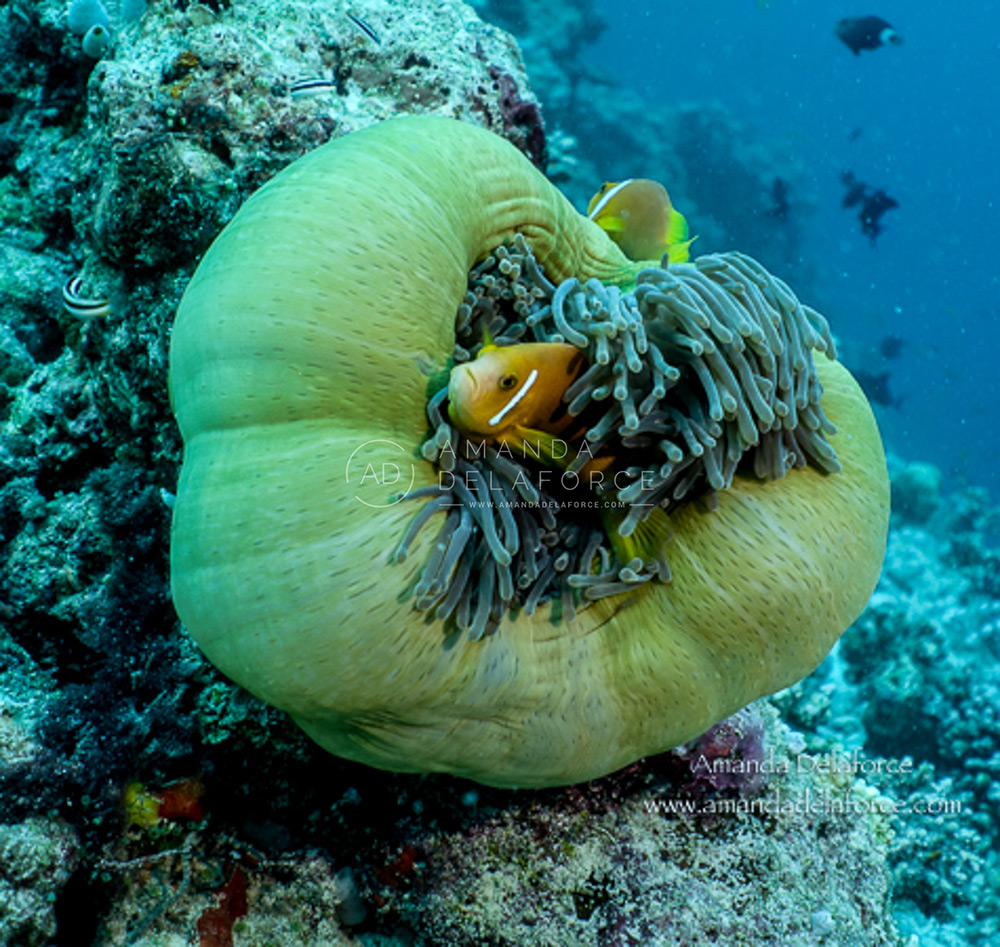 OceanLife Scuba Expeditions | Photography