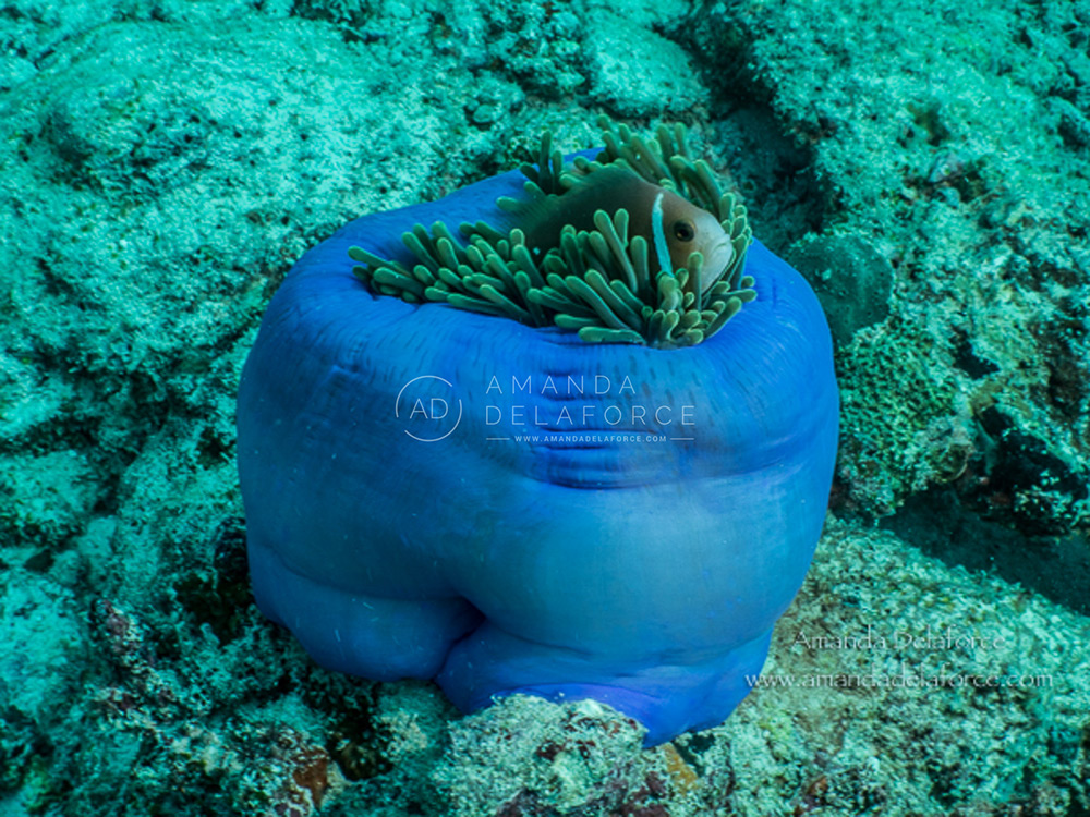 OceanLife Scuba Expeditions | Photography