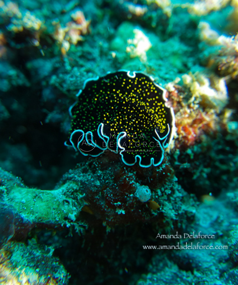 OceanLife Scuba Expeditions | Photography