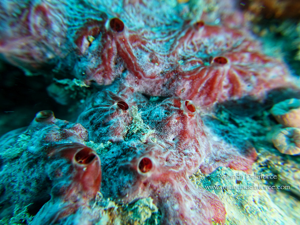 OceanLife Scuba Expeditions | Photography