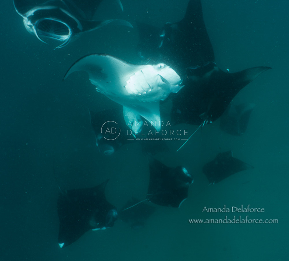 OceanLife Scuba Expeditions | Photography