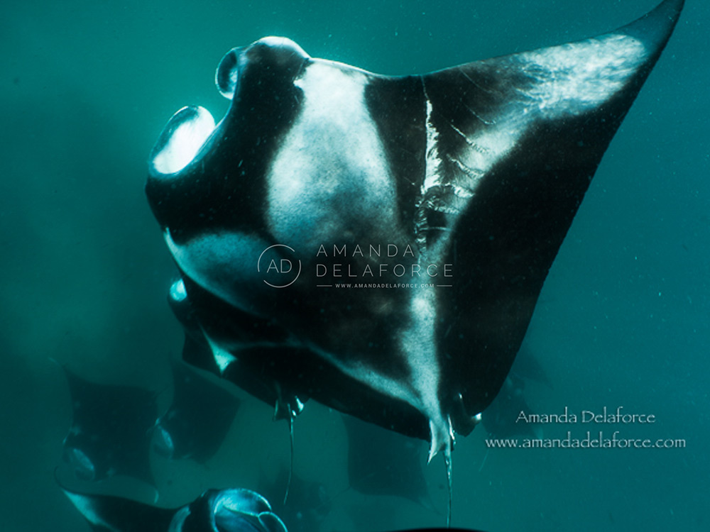 OceanLife Scuba Expeditions | Photography