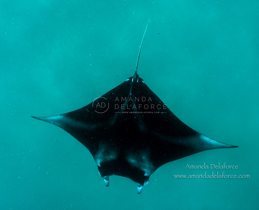 OceanLife Scuba Expeditions | Photography