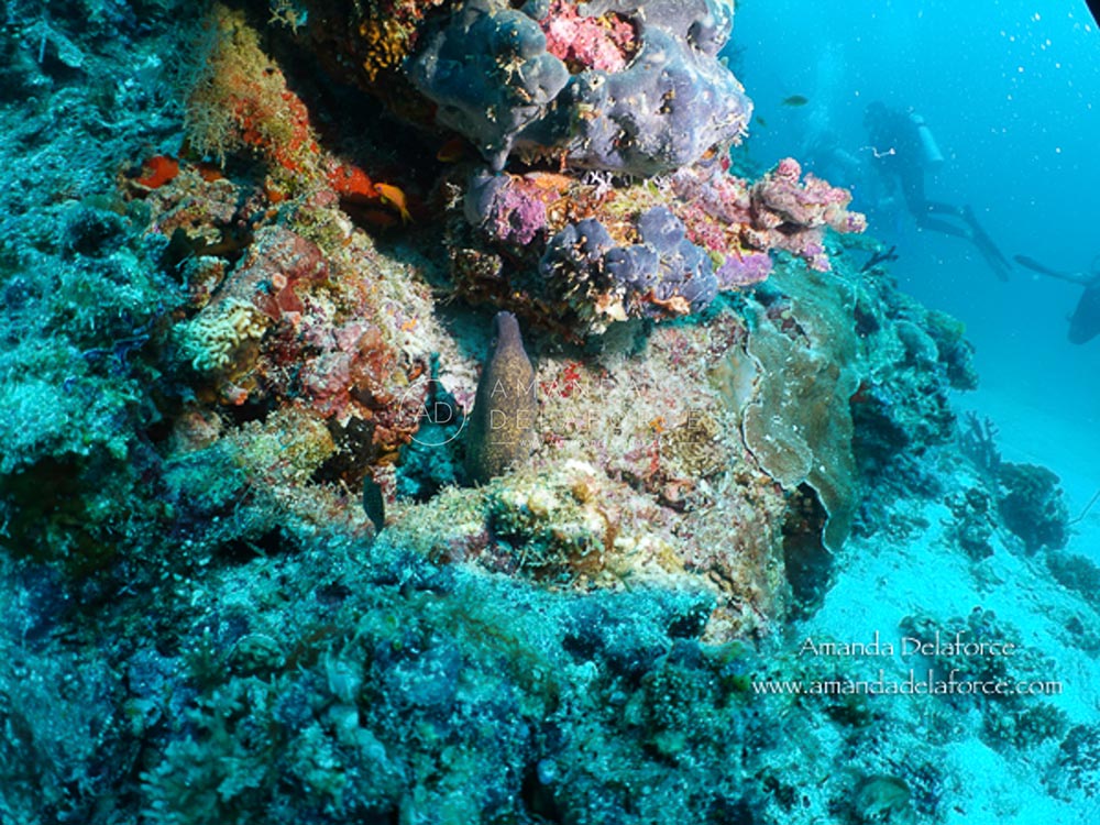 OceanLife Scuba Expeditions | Photography