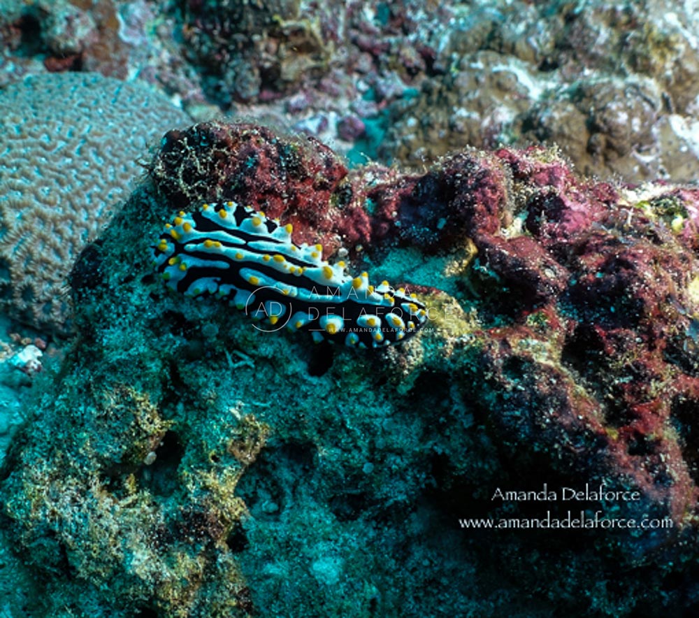 OceanLife Scuba Expeditions | Photography