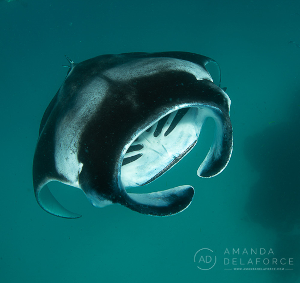 OceanLife Scuba Expeditions | Photography