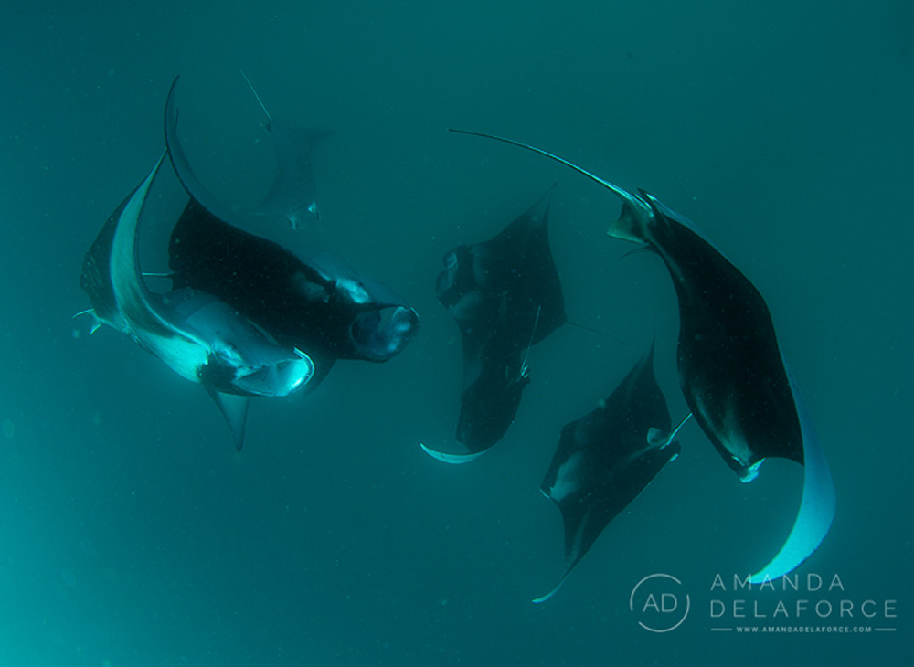 OceanLife Scuba Expeditions | Photography