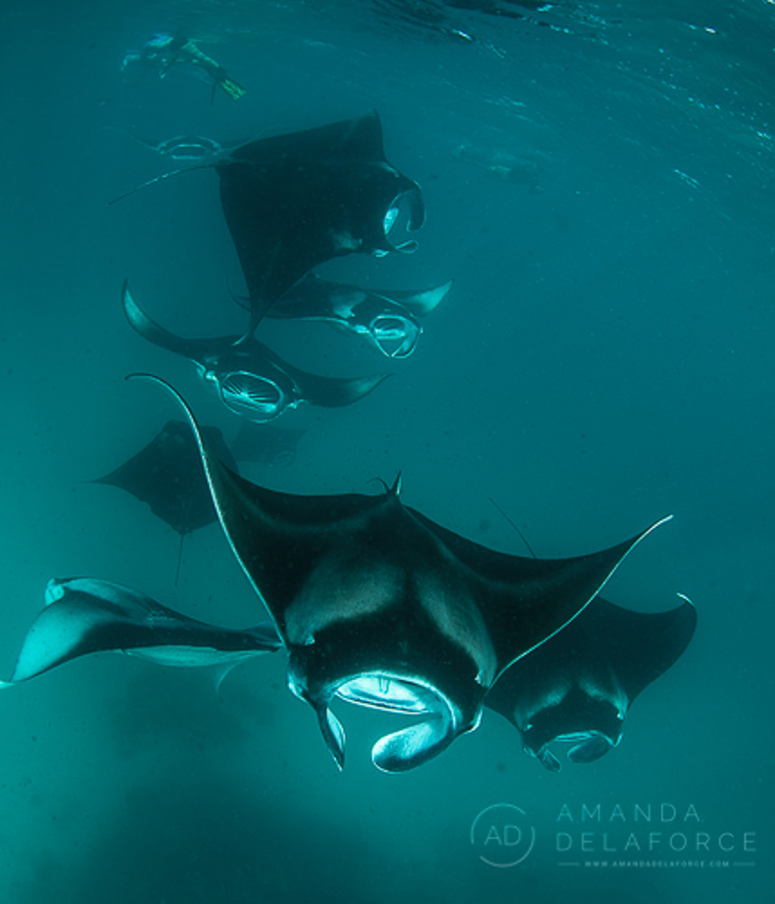 OceanLife Scuba Expeditions | Photography