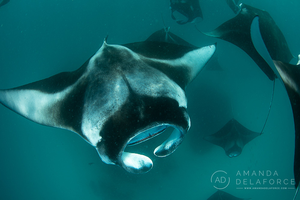 OceanLife Scuba Expeditions | Photography