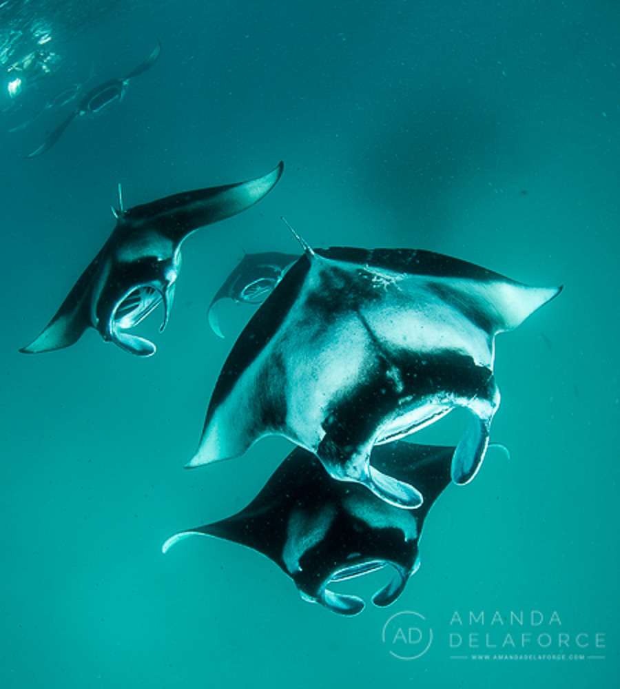 OceanLife Scuba Expeditions | Photography