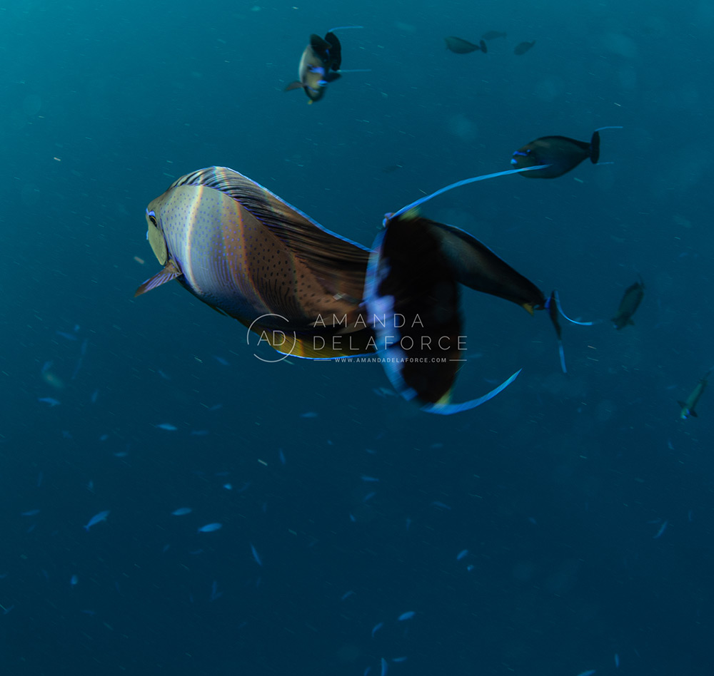 OceanLife Scuba Expeditions | Photography