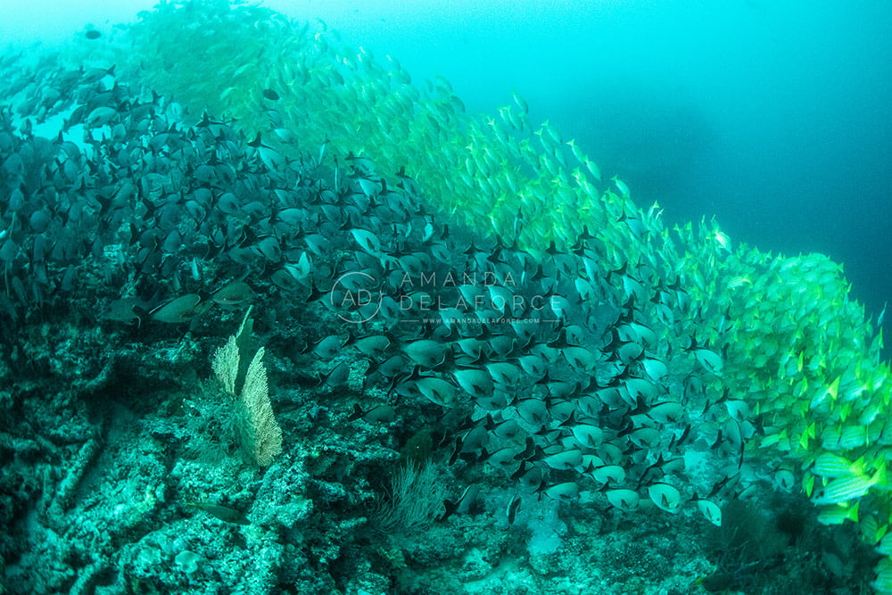 OceanLife Scuba Expeditions | Photography