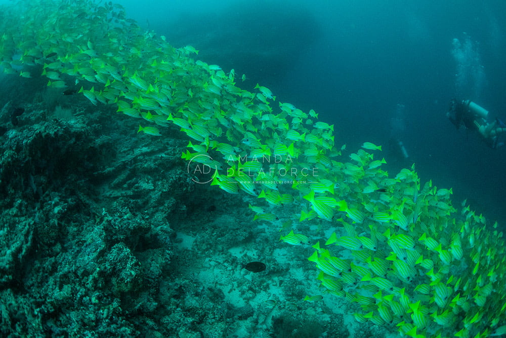 OceanLife Scuba Expeditions | Photography