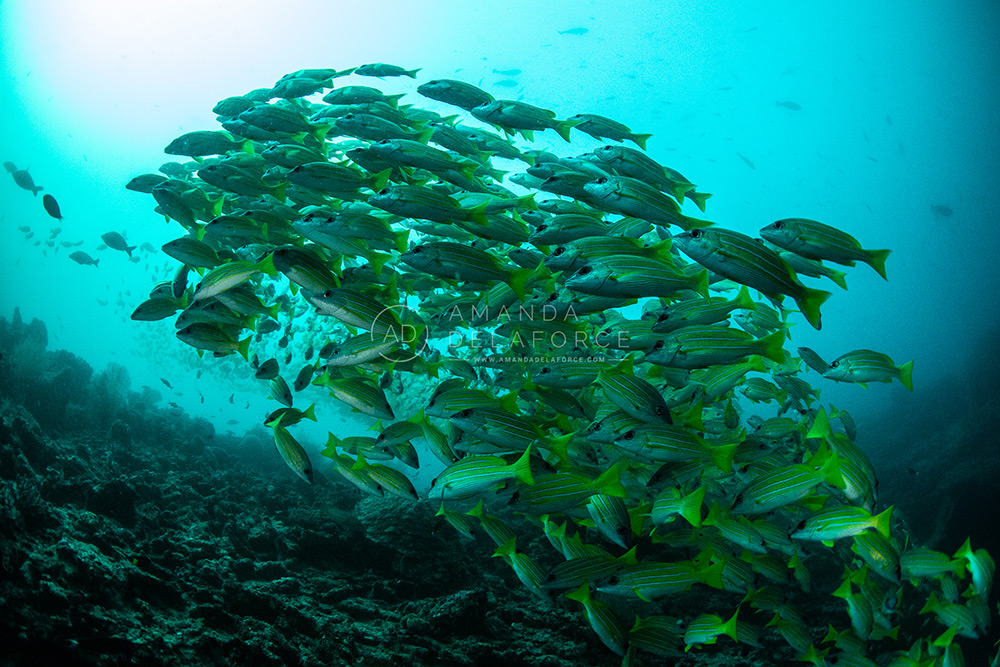 OceanLife Scuba Expeditions | Photography