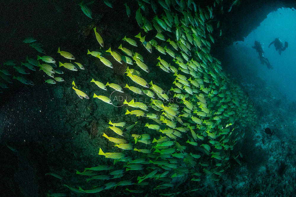OceanLife Scuba Expeditions | Photography