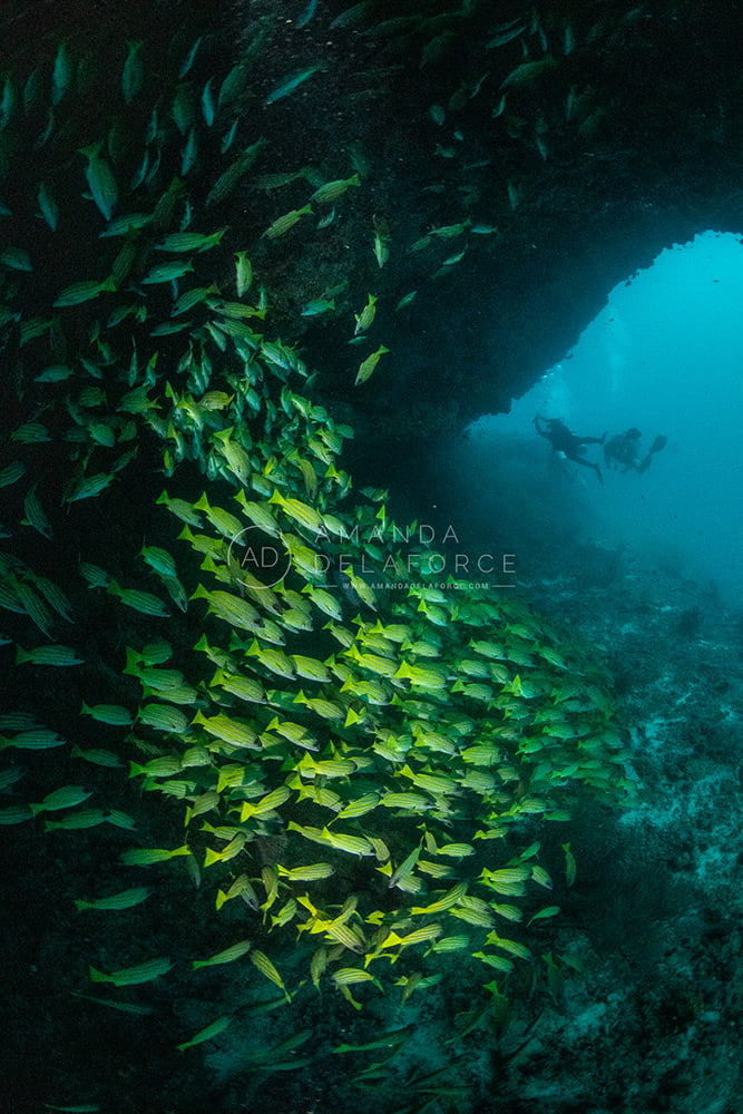 OceanLife Scuba Expeditions | Photography