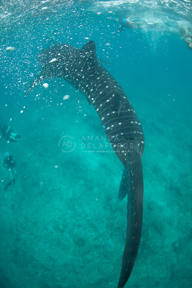 OceanLife Scuba Expeditions | Photography