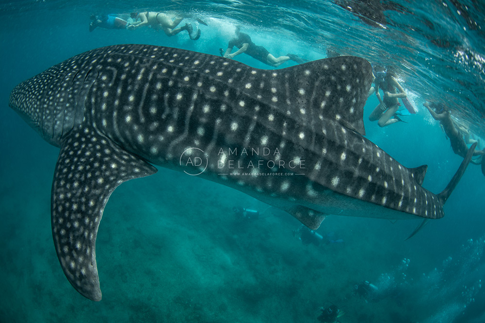 OceanLife Scuba Expeditions | Photography