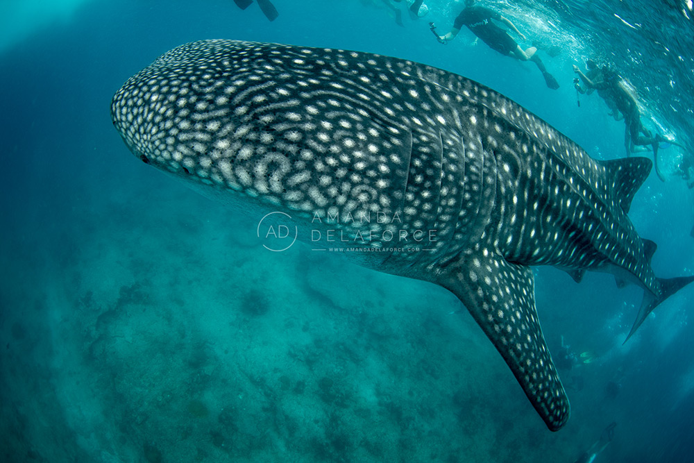 OceanLife Scuba Expeditions | Photography