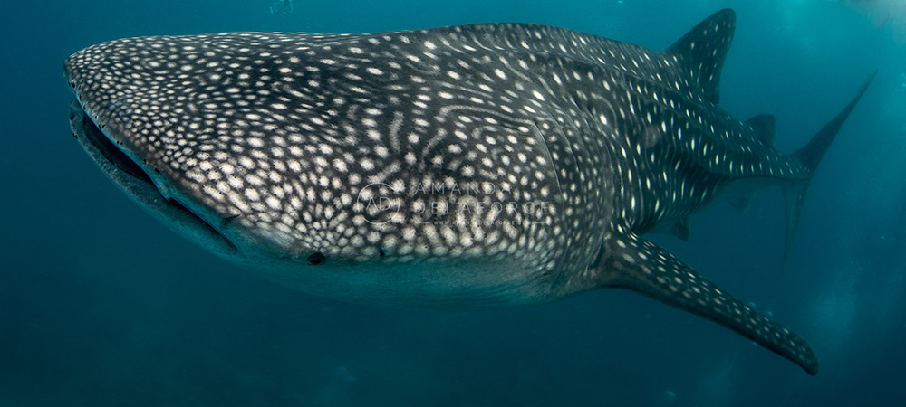OceanLife Scuba Expeditions | Photography