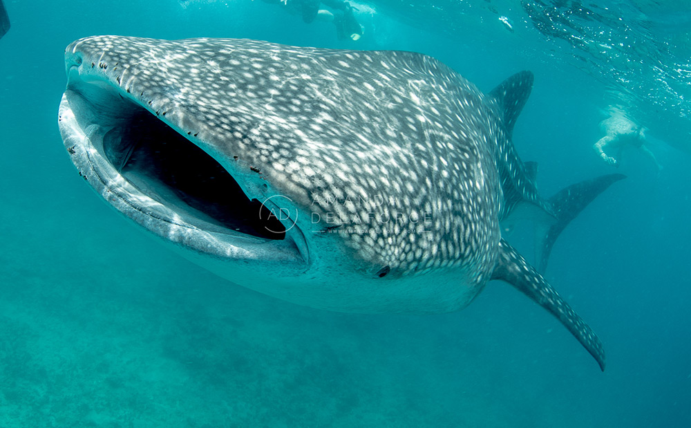 OceanLife Scuba Expeditions | Photography