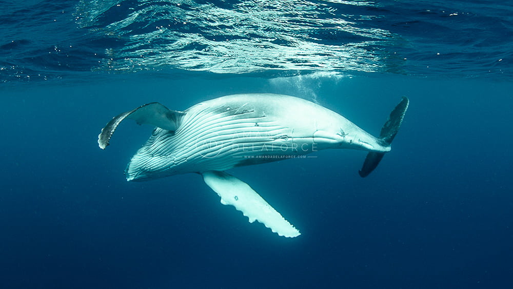 OceanLife Scuba Expeditions | Photography
