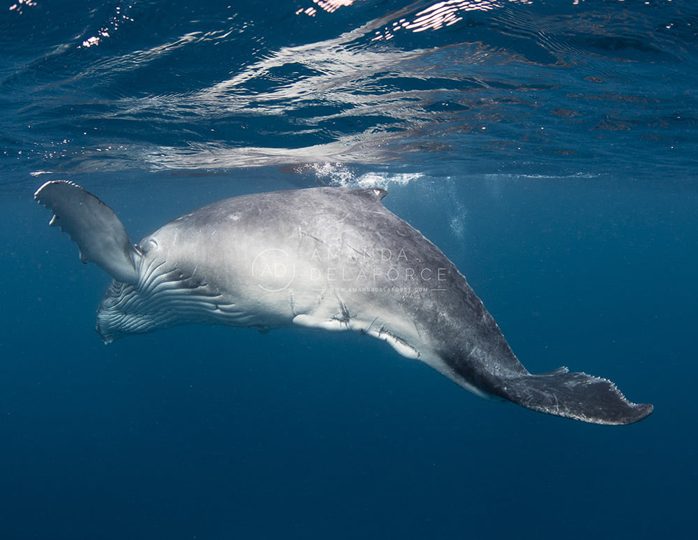 OceanLife Scuba Expeditions | Photography
