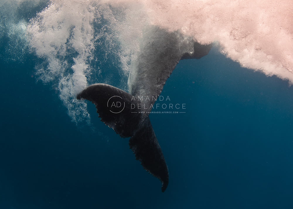 OceanLife Scuba Expeditions | Photography