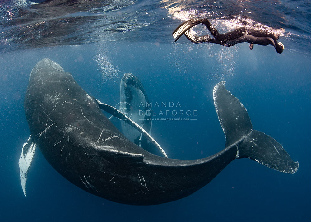 OceanLife Scuba Expeditions | Photography