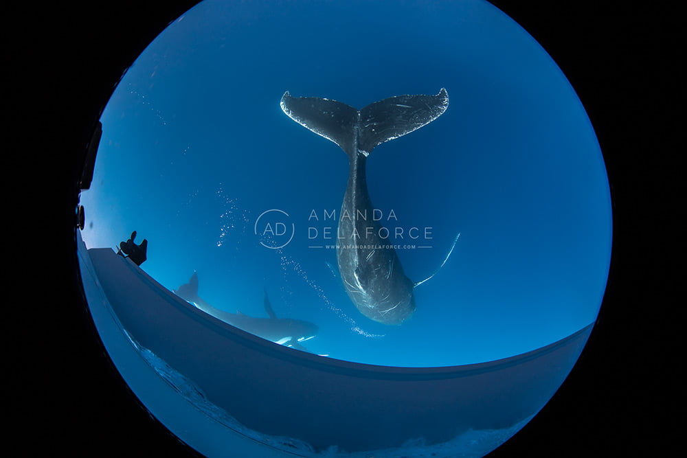 OceanLife Scuba Expeditions | Photography