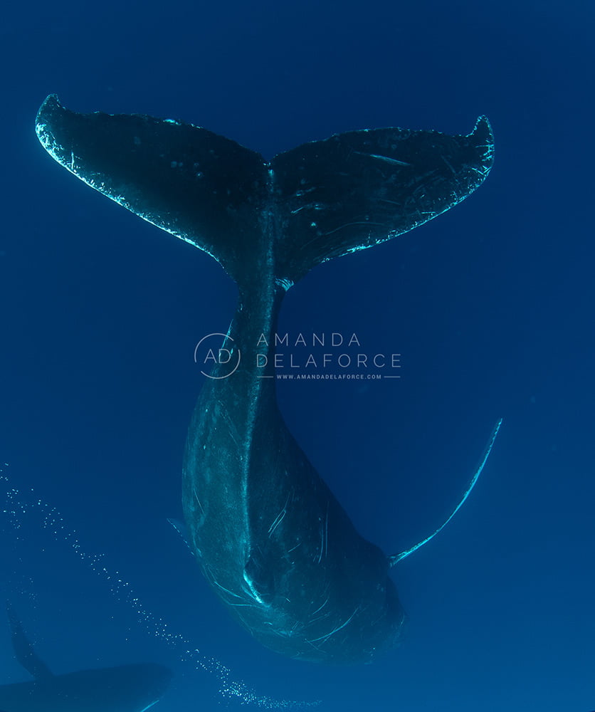 OceanLife Scuba Expeditions | Photography