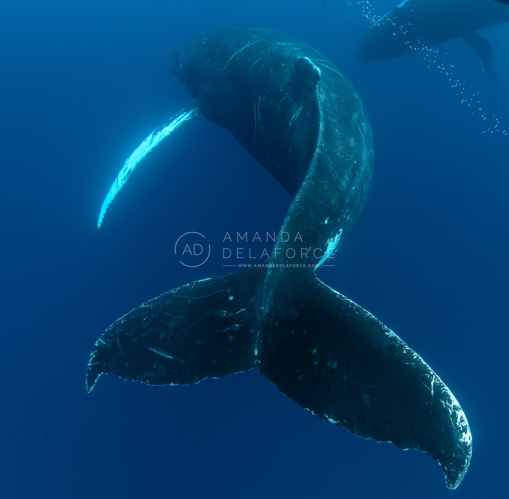 OceanLife Scuba Expeditions | Photography