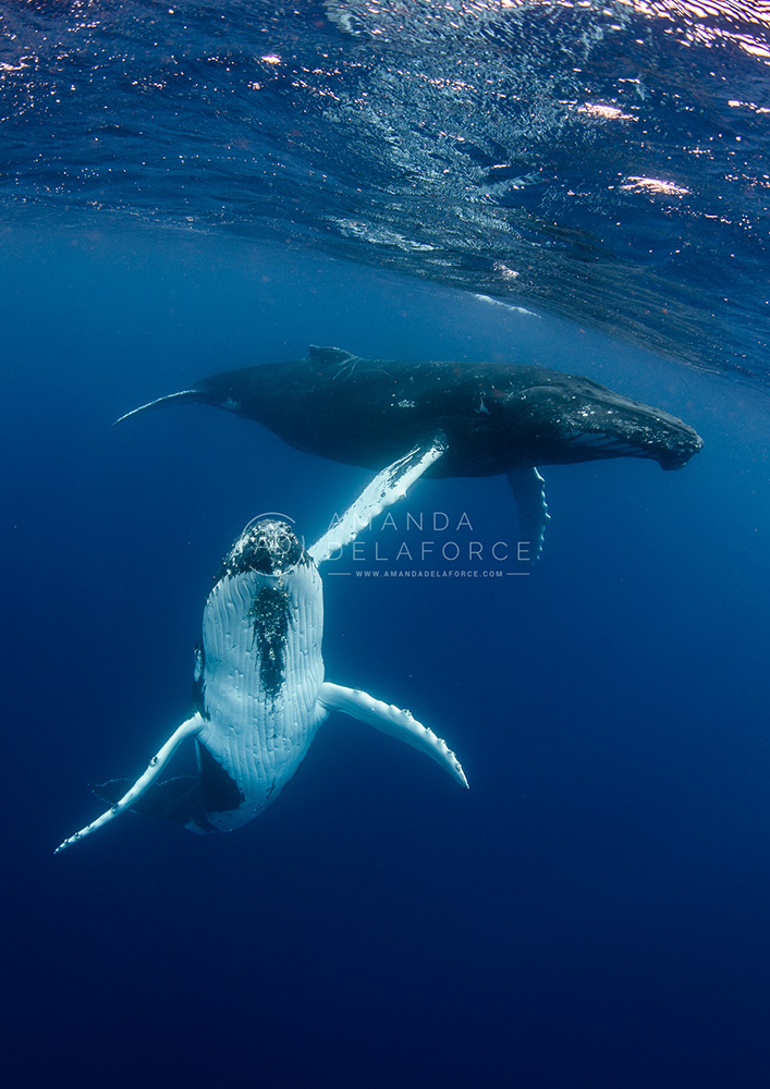 OceanLife Scuba Expeditions | Photography