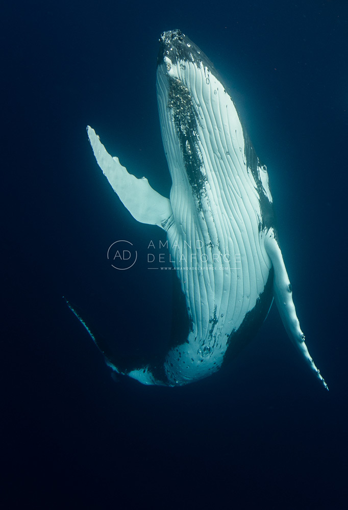 OceanLife Scuba Expeditions | Photography