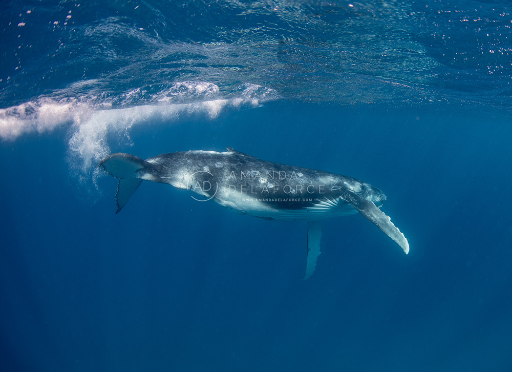 OceanLife Scuba Expeditions | Photography