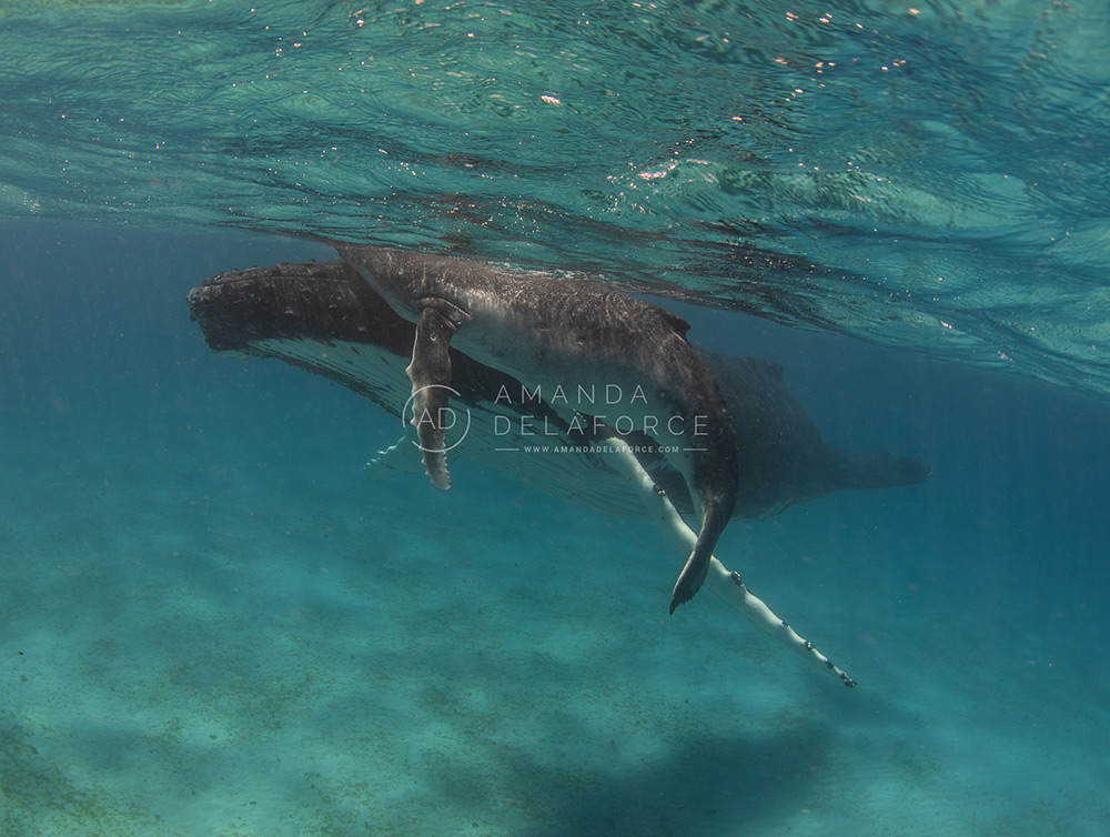 OceanLife Scuba Expeditions | Photography