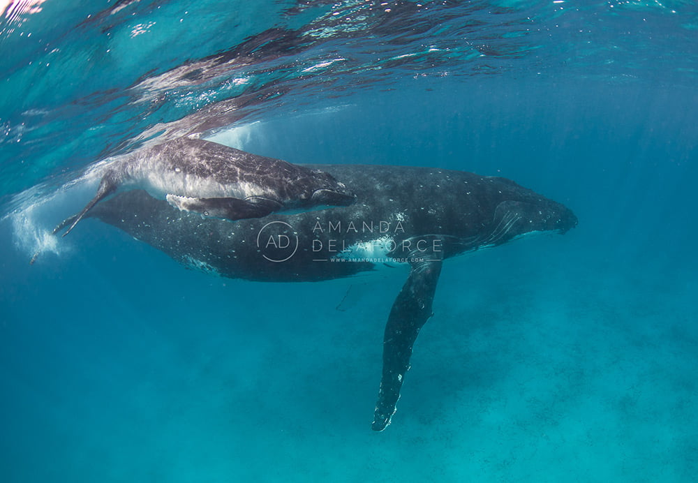 OceanLife Scuba Expeditions | Photography